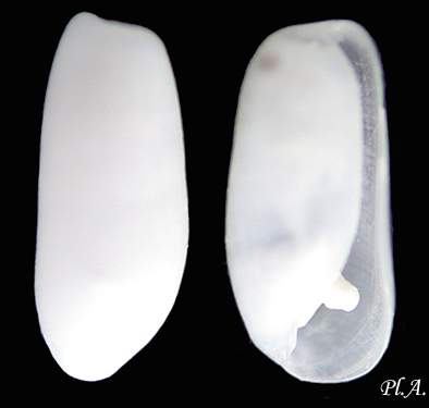 Cylichnina cfr. nitidula